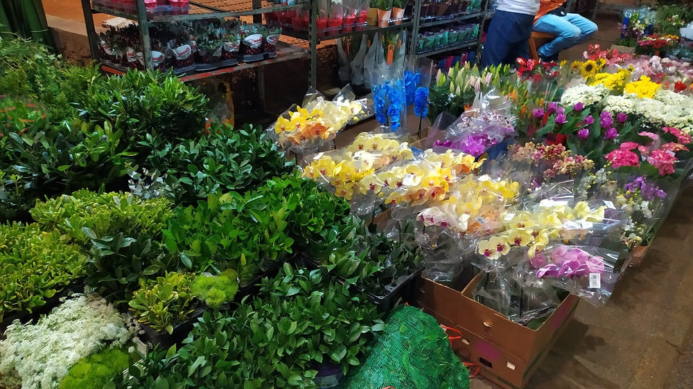 Foto de plantas em caixas no chão na Feira de Flores do CEAGESP