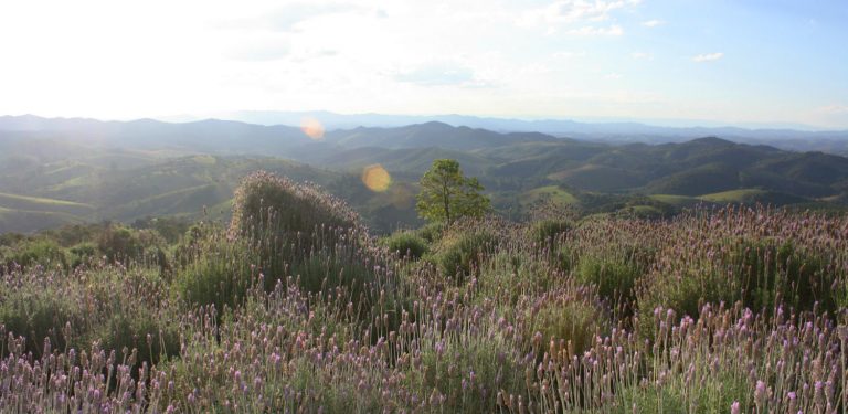 Onde ver lavanda em Cunha: Lavandário x Contemplário