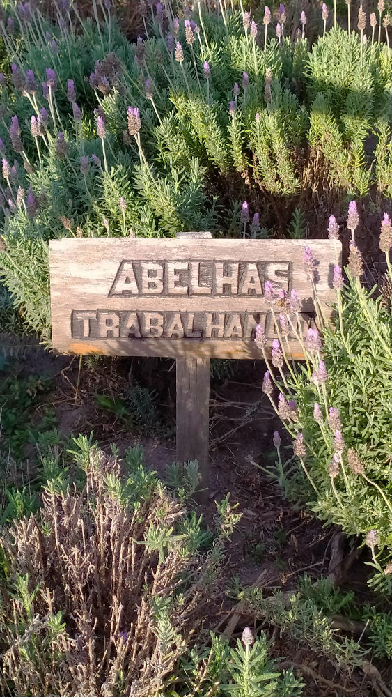 Lavanda em Cunha