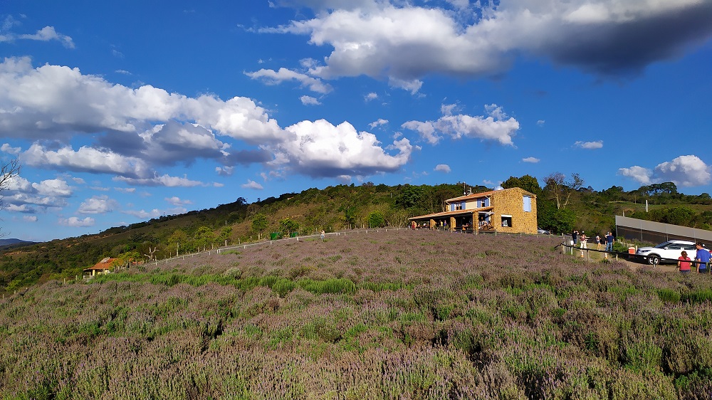 Lavanda em Cunha: Lavandário