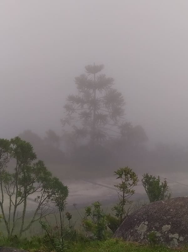 Vista da Pedra da Macela, com algumas árvores no primeiro plano e, ao fundo, a silhueta de uma árvore maior coberta pela neblina