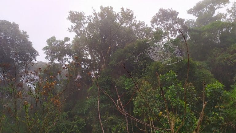 Foto com o céu nublado e árvores ao fundo, com o foco em uma teia de aranha cheia de gotinhas de água