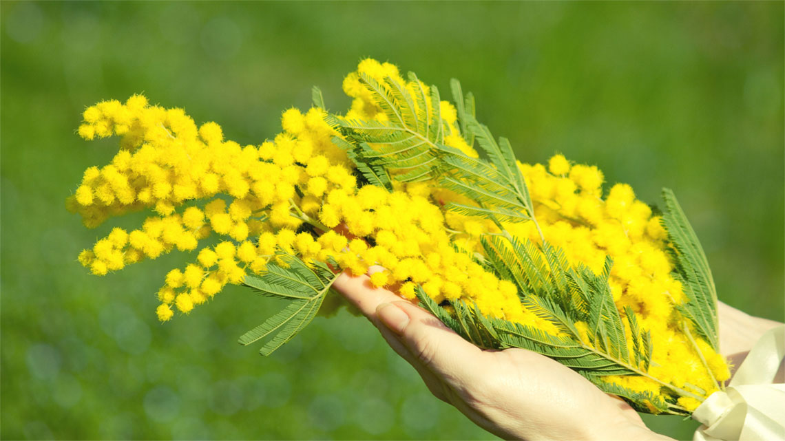 Por que as mulheres ganham flores amarelas no Dia da Mulher na Itália?
