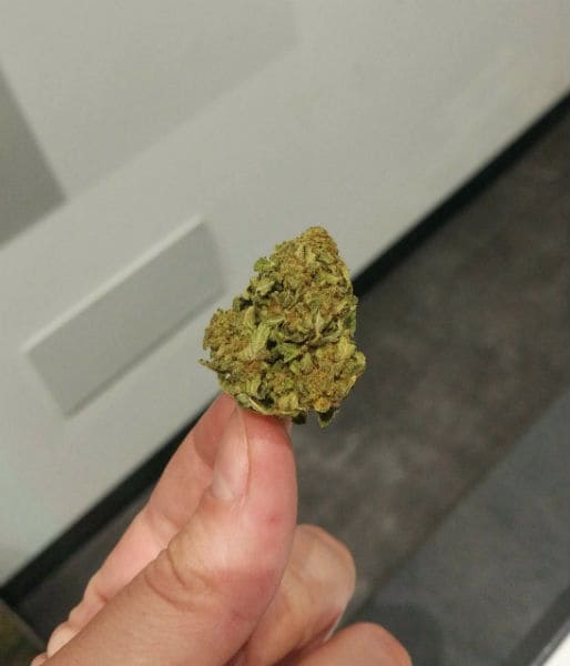 Flor seca de maconha em uma loja autorizada na Itália