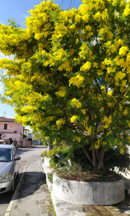 Por que as mulheres ganham flores amarelas no Dia da Mulher na Itália?