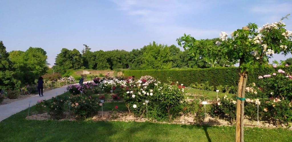 Vista do Roseto di Santa Giustina, em Pádua, com flores à direita e um caminho entre elas à esquerda