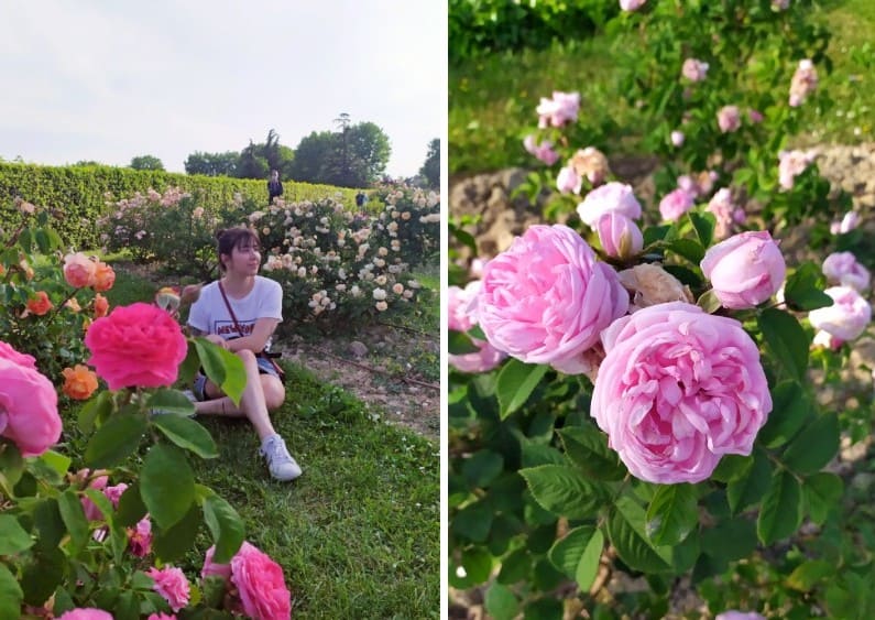 À esquerda, mulher sentada entre as flores no Roseto di Santa Giustina em Pádua; À direita, zoom em uma rosa cheia de pétalas rosa clara