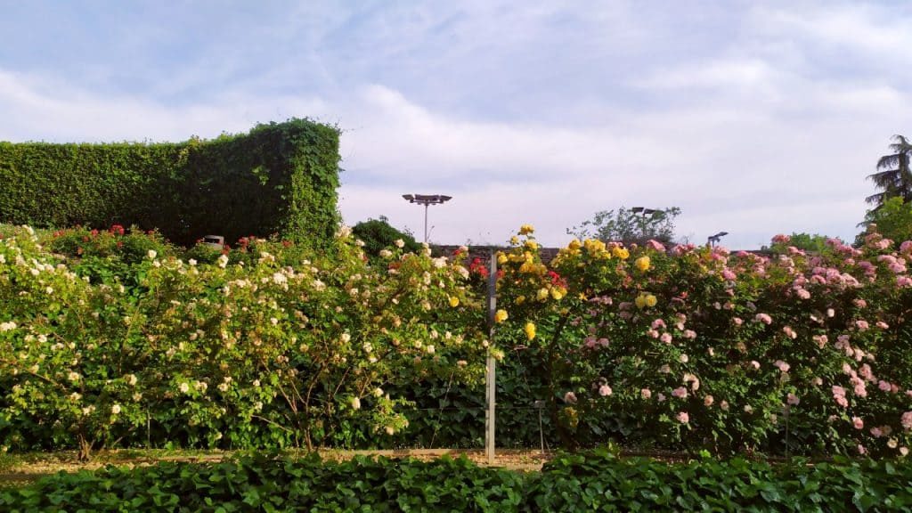 Parede de flores no Roseto di Santa Giustina, em Pádua