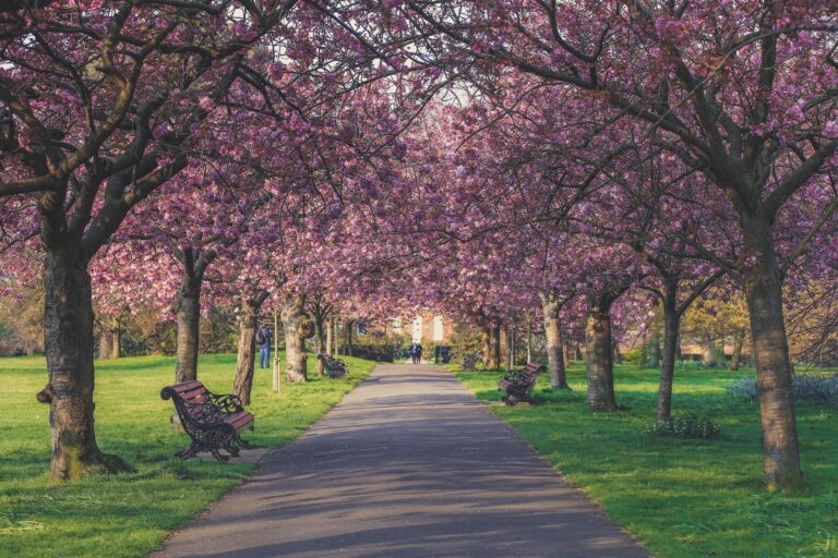 Cerejeiras no Greenwich Park em Londres